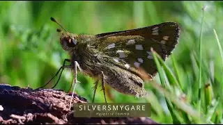 SILVERSMYGARE (Hesperia comma/Silver-spotted Skipper)