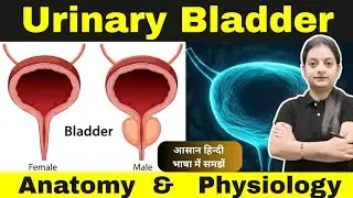 Urinary Bladder | Anatomy and Physiology in Hindi | Structure Function | Varsha Nursing Academy