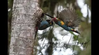 IMPRESSIVE plate-billed mountain toucan nest footage by Hans Heinz at Bellavista lodge Ecuador