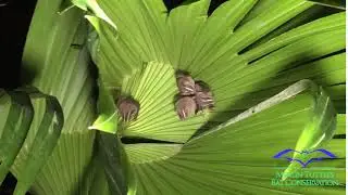 Adorable tent-making bats at home