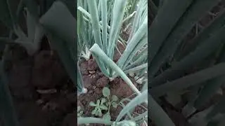بصل عمر٣٢يوم