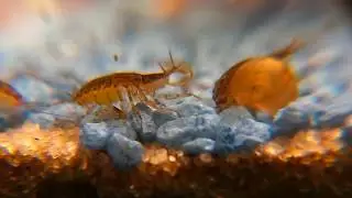 waterlouse colony