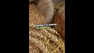 Top 10 Barley Consuming Countries in the World 🌾🌍