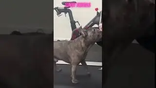Funny animals 67-short video- music for any soul #shorts