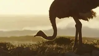 Ostrich In The Wild Stock Video