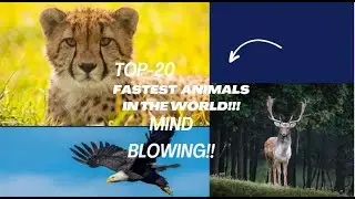 Top 20 fastest animals in the world!!