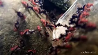 strange and unique insect species