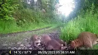 Ontario wildlife in summer compilation