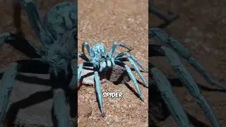 Trapdoor spiders hunting technique #animals #facts #wildlife