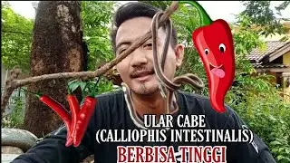 INI ULAR CABE PEDASSSSNYA MEMATIKAN