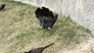 Peacock Dance in Swat Zoo 