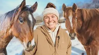 Release The Yearlings! - Release The Mini Cows! - (After The Ice Storm)