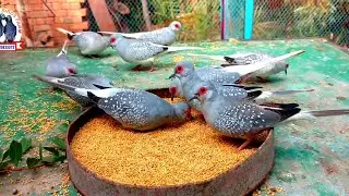 Diamond Dove breedings Tips||Diamond Dove Breedings Progress in My Oper Aviary Urdu\Hindi