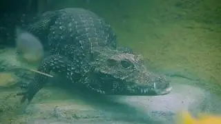 Dwarf Crocs Chillin' In Africa Rocks