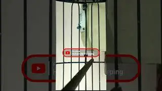 PLECI NGECIR BIRAHI MENAIKAN BIRAHI LAWAN #shorts