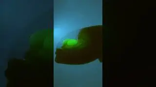 This Fish Has a See-Through HEAD?! 👽🐟 #Shorts  #oceanfacts #facts #wildlife #ocean  #marinemystery