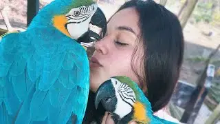 O que você precisa saber antes de COMPRAR UMA ARARA 🦜 macaw/ parrots