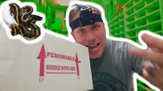 AWESOME BABY SNAKE UNBOXING!!! | BRIAN BARCZYK