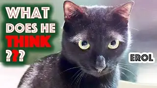Cool cat Erol / Doja cat
