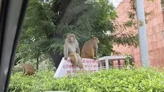 Monkey at Panjab University