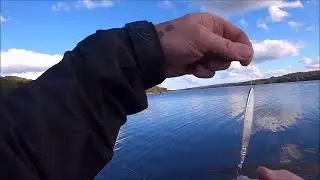 Ørred dronningen Torun