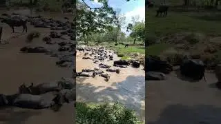 These animals love dirt,  mud and water 🤠 ll Water buffaloes cooling off in the river 💧☘️