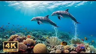 🐠 Aquarium Relaxation Video 4K &ndash; Peaceful Coral Reef Fish with Ambient Music