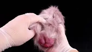 Unboxing the Furry Dog Pocket Toy - Realistic Animal-Inspired Design for Enhanced Sensations! 🐾