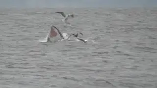 Gray whale #49 Feeding - Hidden Beach, Whidbey - March 26, 2017