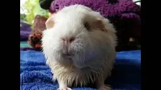 Shake it off guinea pig style