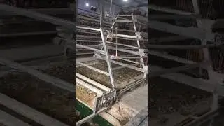 A type manure removing system, belt kind. #poultry #chicken #egg