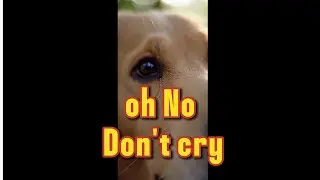 Hero Golden Dog & Police Save Cat Family 🐱🐶 #dog #cat #goldenretriever