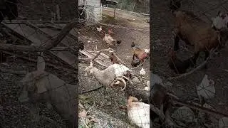 A Quiet Farmyard in Greece