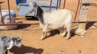 سوق الدانا يوم الاثنين/ 24/ 2/ 2025/ غنم مطافيل/ خاروف لحم/ فطيمة رباطة/ خاروف رباطة/ معز حليب