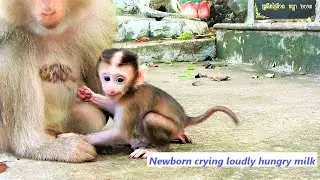 Billion pity.....!! Mother Molla not milk for her newborn, Newborn crying loudly hungry milk