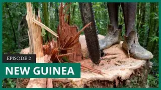 Mongabay Explores New Guinea: 'Carbon cowboys' and illegal logging