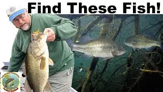 Bass Fishing Unveiled: Mastering Structure and Cover