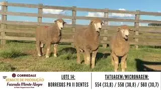LOTE 14 BORREGOS PA II DENTES   ALTA