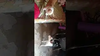 #Fight of cuties #tuktuk #imlie #siblings #supportmychannel