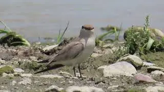 Serenity by the River: The Small Pratincole in Its Natural Habitat#birdsinindia #migratorybirds