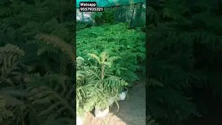 all varieties plant available wholesale price #plant #lowprice #nursery #shorts