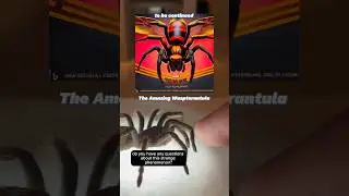#Tarantula #Hawk #Wasp #sting!!
