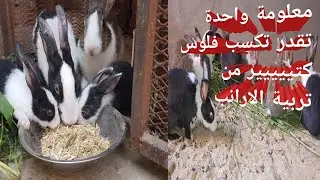 معلومة واحدة عن تربية الأرانب تقدر تكسب منها فلوس كتير🐇2021