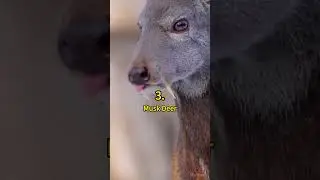 5 Cool Russian Animals 😲 | Crazy Facts | Amazing Facts | Cute Animal Facts
