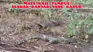 Mancing biawak dengan mata kail yang tumpul @Candra Sadewa