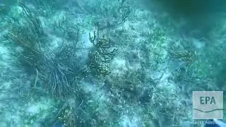 EPA Marine Aquatic Ecosystem Condition Report, GSV, Pt Julia, m0011, Orontes