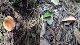 アミタケ と オウギタケ Suillus bovinus and Gomphidius roseus