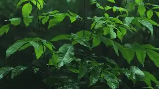 Soft Natural Rain Sounds | Gentle Rain for Deep Sleep & Relaxation