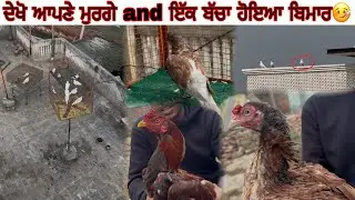 ਦੇਖੋ ਆਪਣੇ ਮੁਰਗੇ and ਇੱਕ ਬੱਚਾ ਹੋਇਆ ਬਿਮਾਰ🤒||#views #pigeon #kabootar #shonkpunjabde #kabutar #viral 