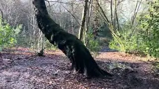 Whitwick/Thringstone Forest pt.2